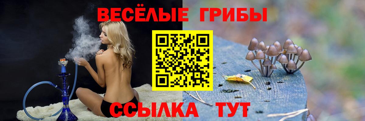 Галлюциногенные грибы Psilocybe Гусиноозёрск